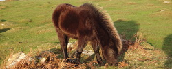 Young Dartmoor Pony complete with winter coat