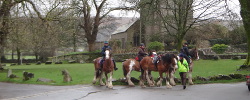 Shire horses on the village green