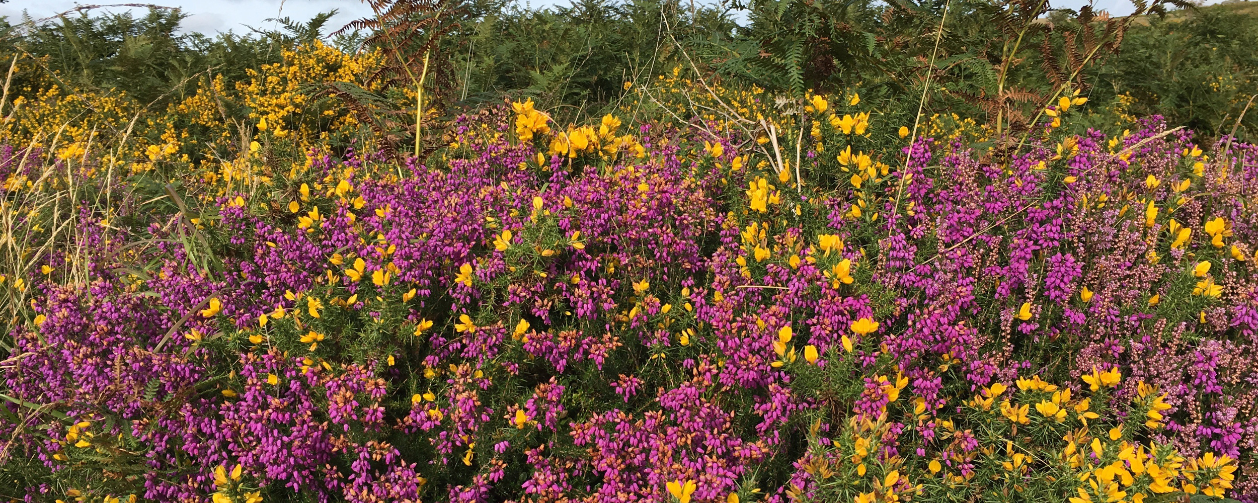Heather and Gorse in bloom