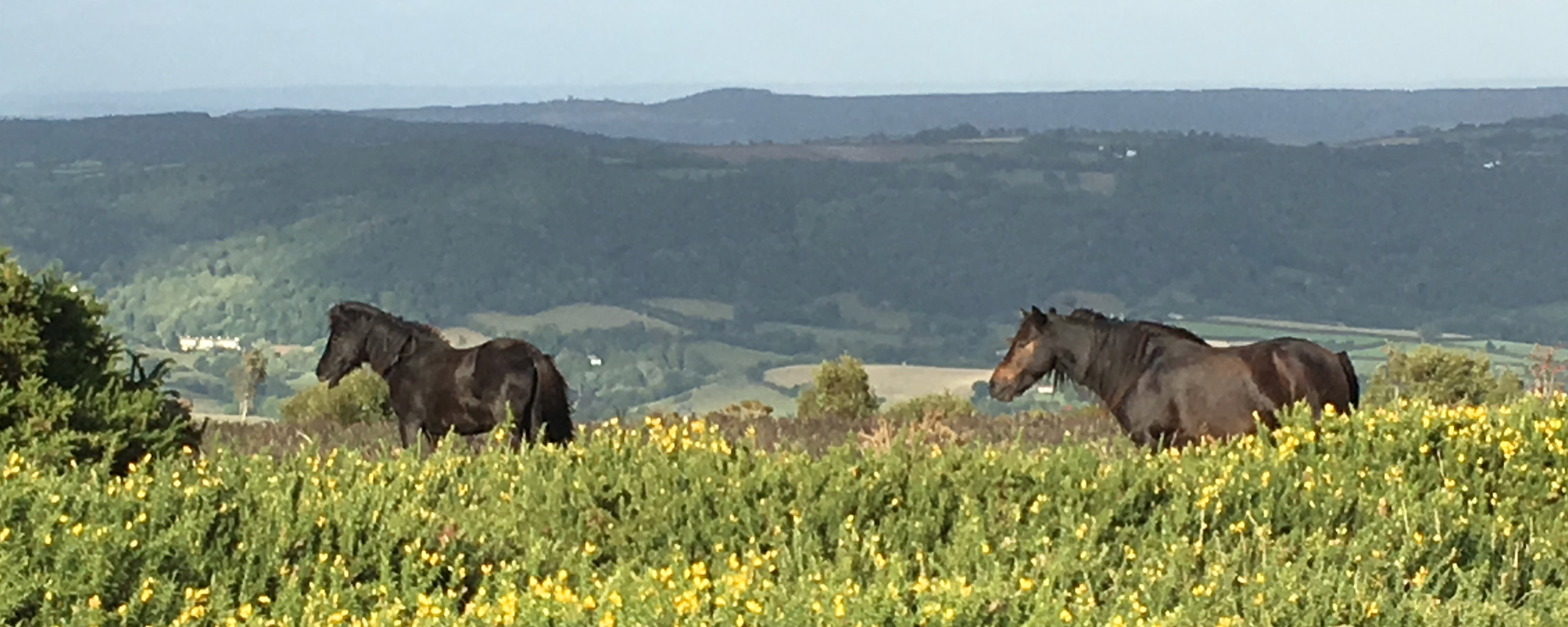 Ponies in the Gorse
